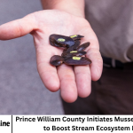 Prince William County Initiates Mussel Pilot Program to Boost Stream Ecosystem Health