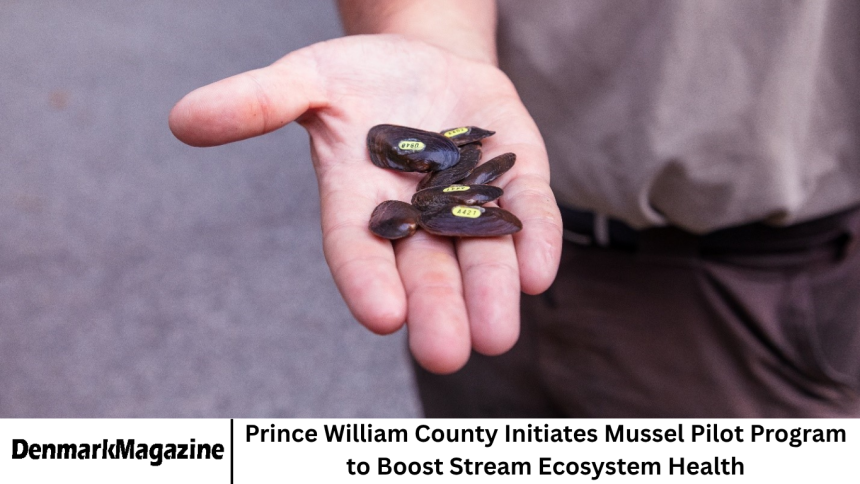 Prince William County Initiates Mussel Pilot Program to Boost Stream Ecosystem Health